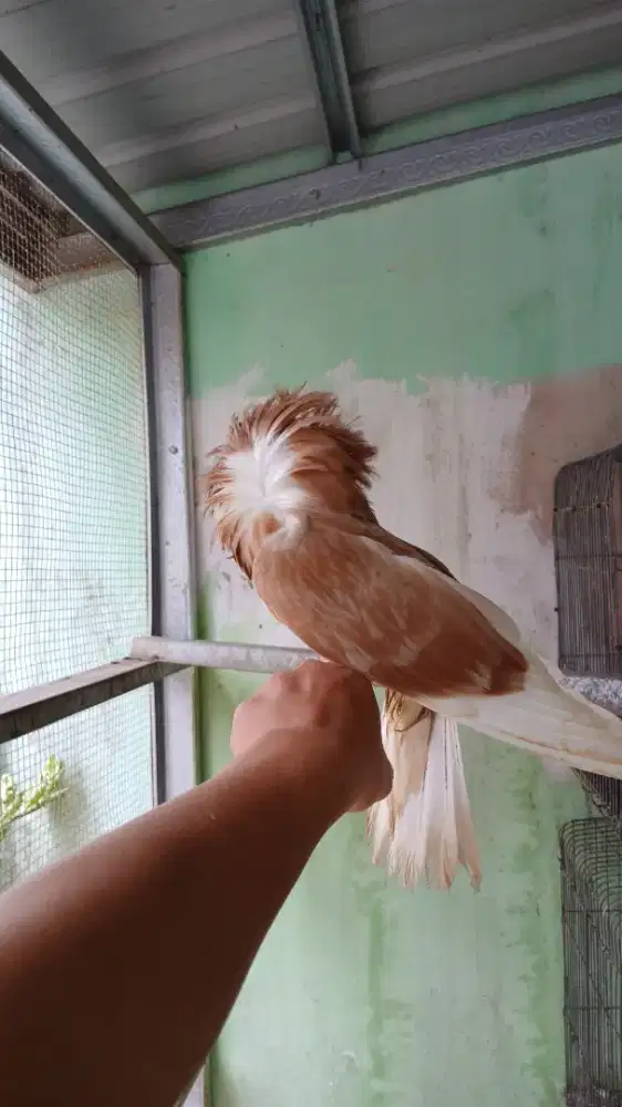Beragam jenis merpati hias