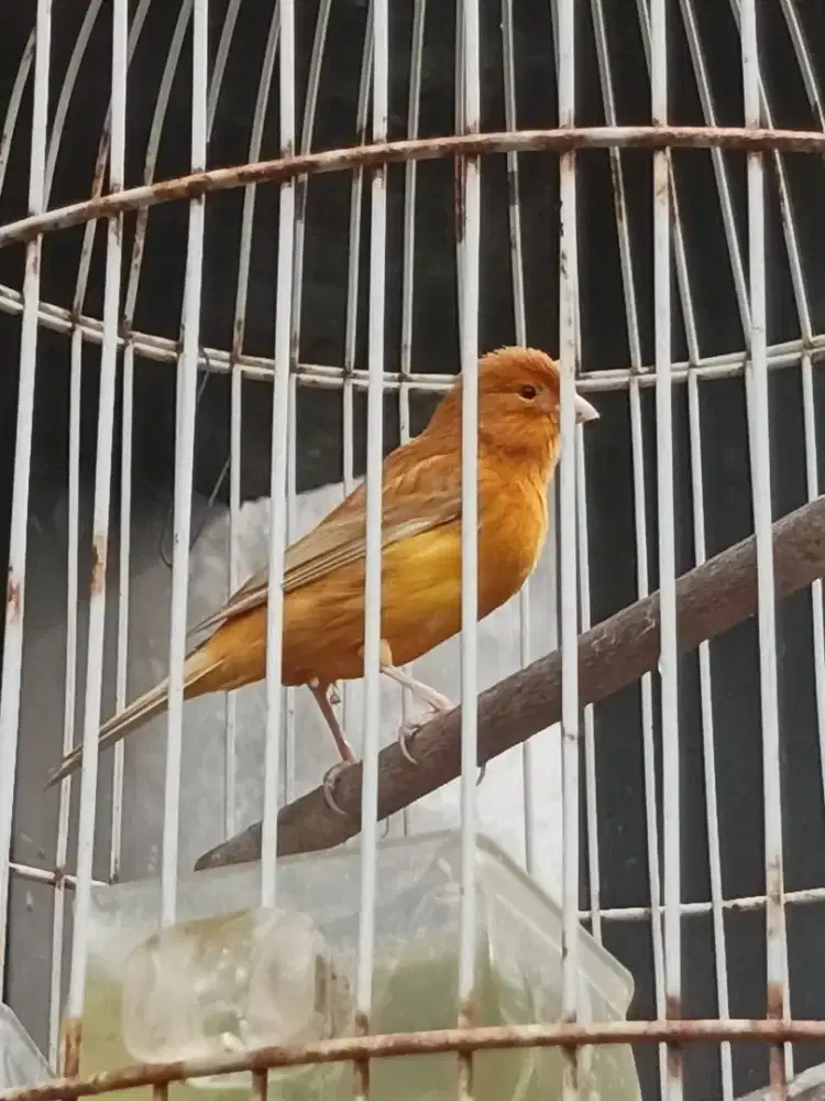 Betty serasa jantan