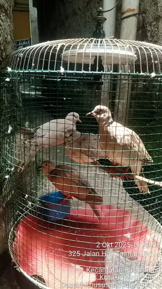 Jual sepasang burung puter