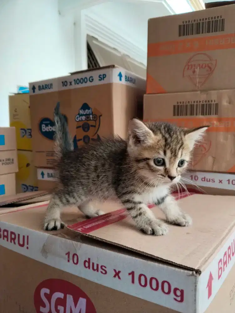 Hibah kucing gratis