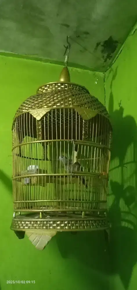 Burung Perkutut Crossing Fulset Rotan
