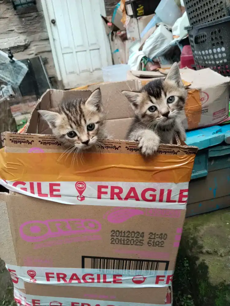 Lepas adopsi kucing gratis