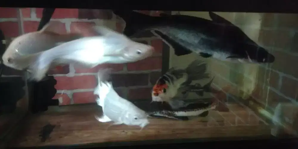 Ikan patin ada albino