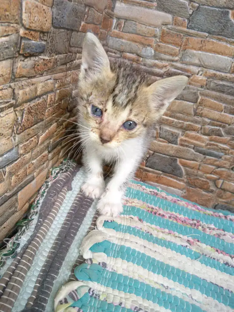 Anakan kucing kampung