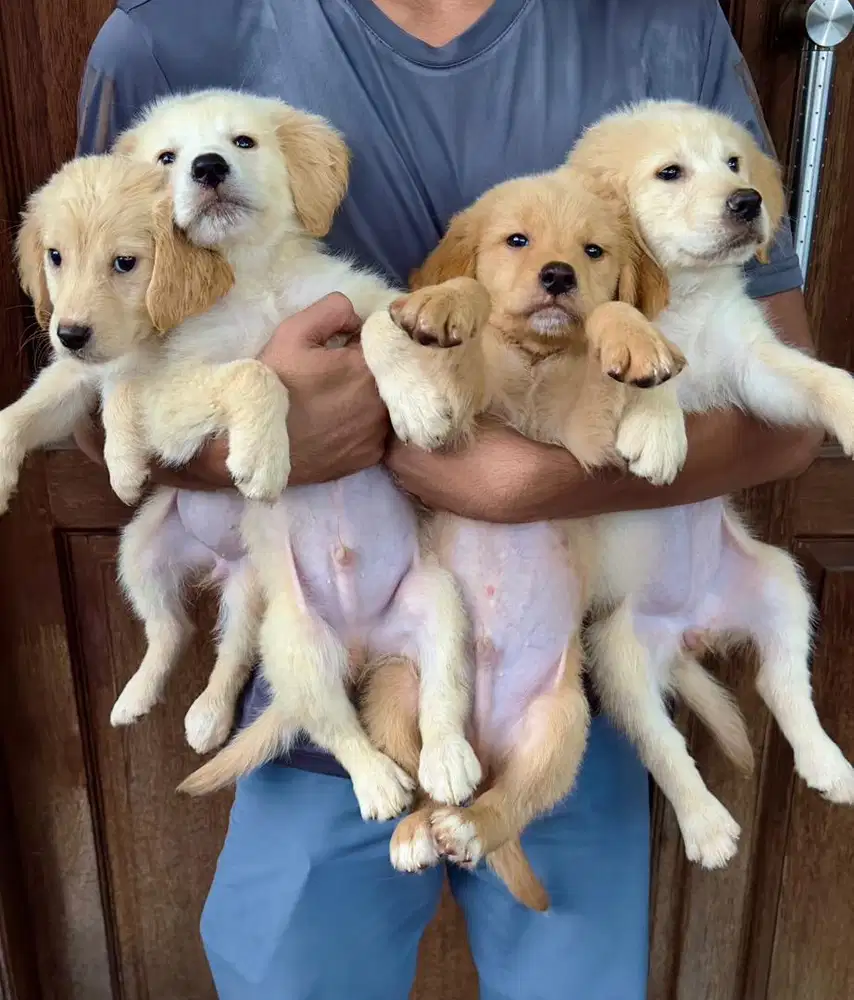 golden retriever puppy