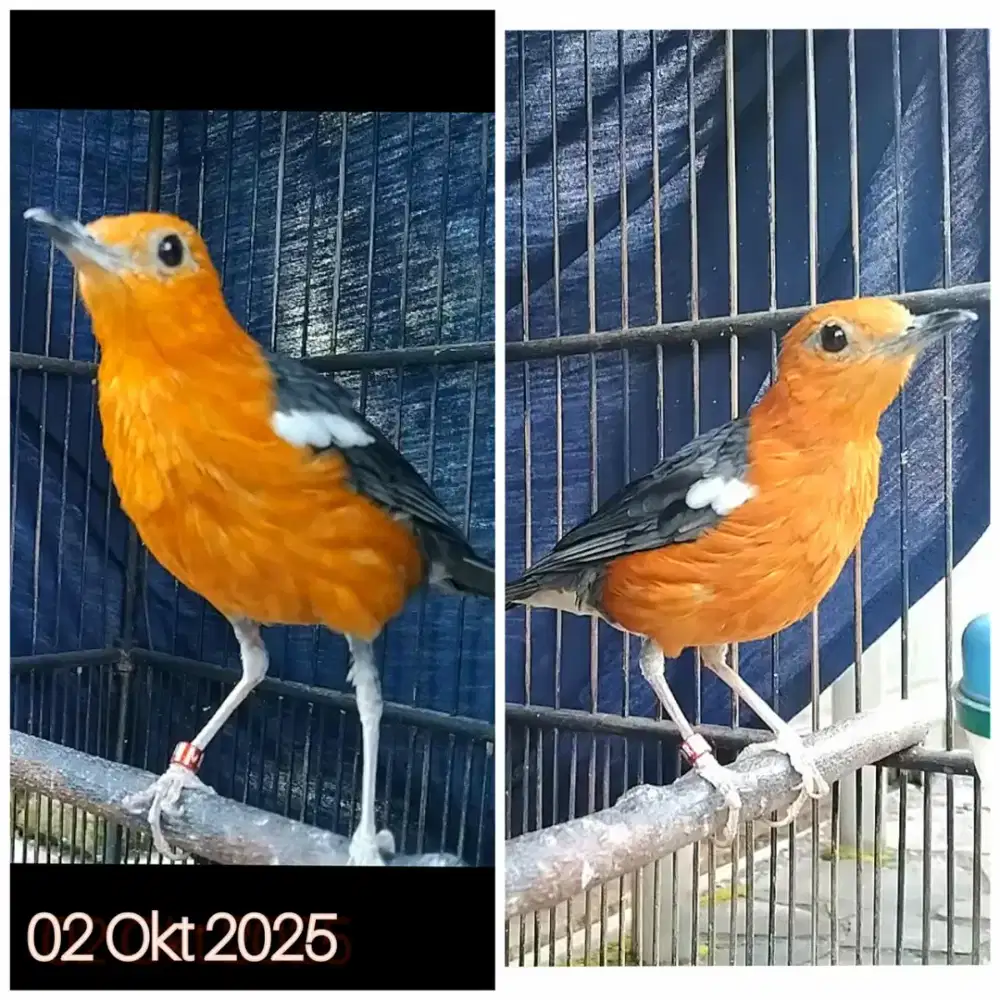 Anis merah bahan pasca mabung