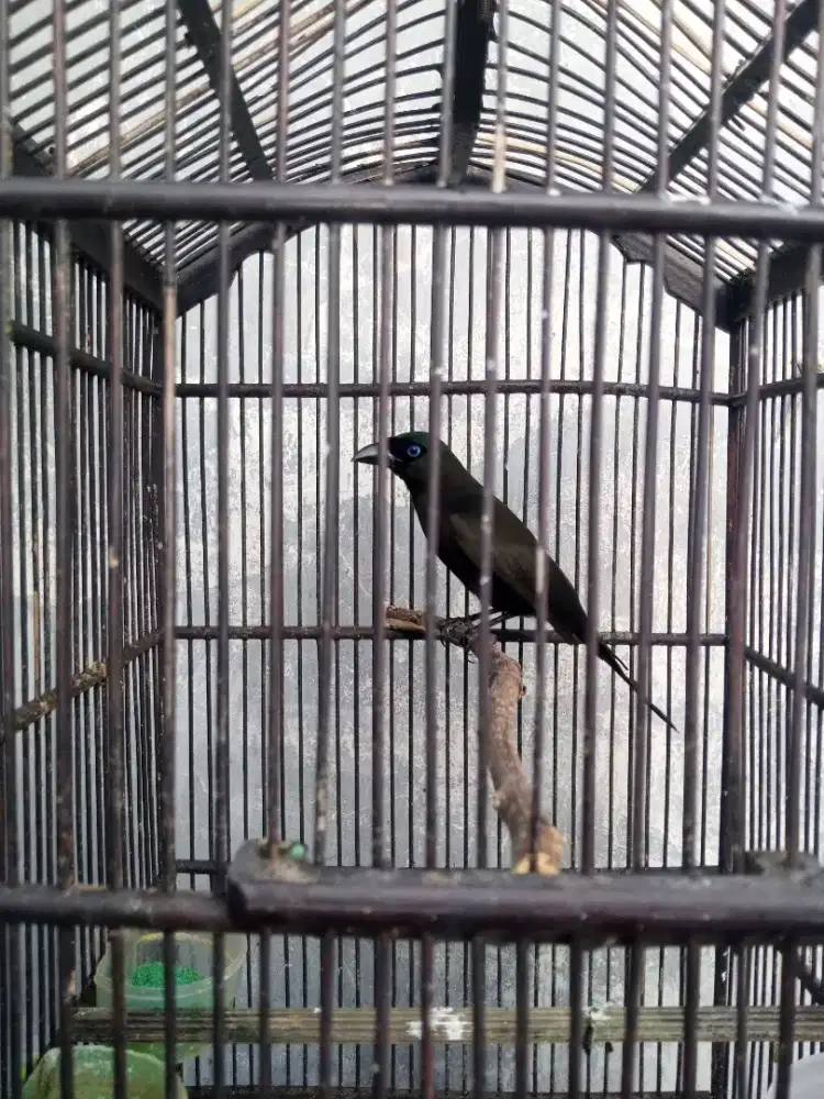 Murai papua ngacor