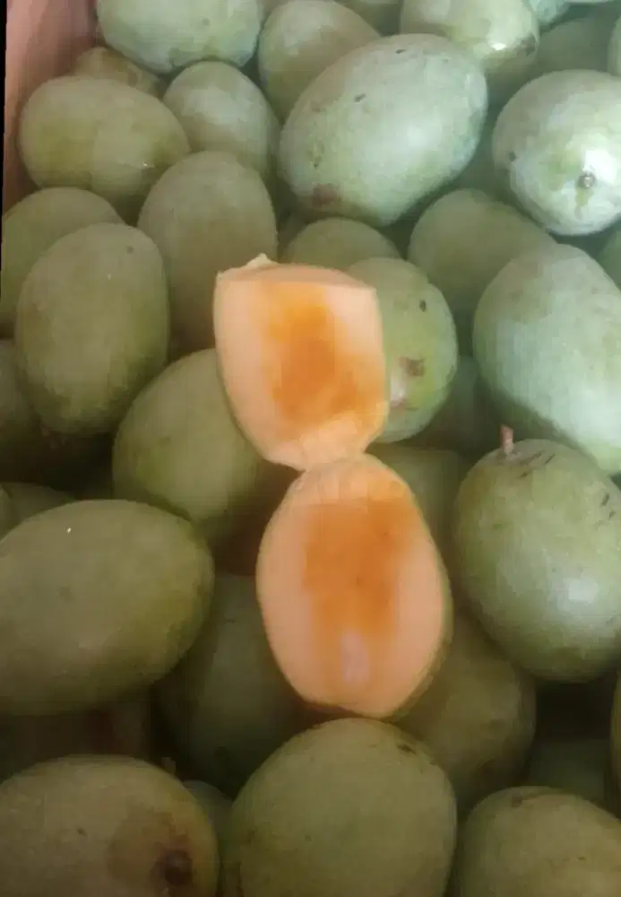 Mangga manalagi madu