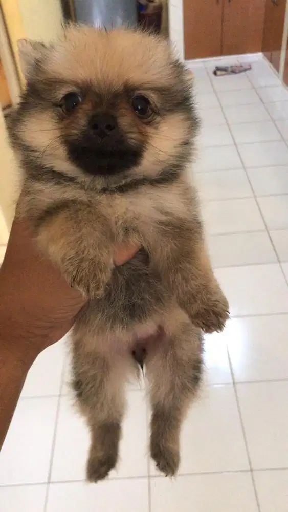 Dijual Pomerian pom pom