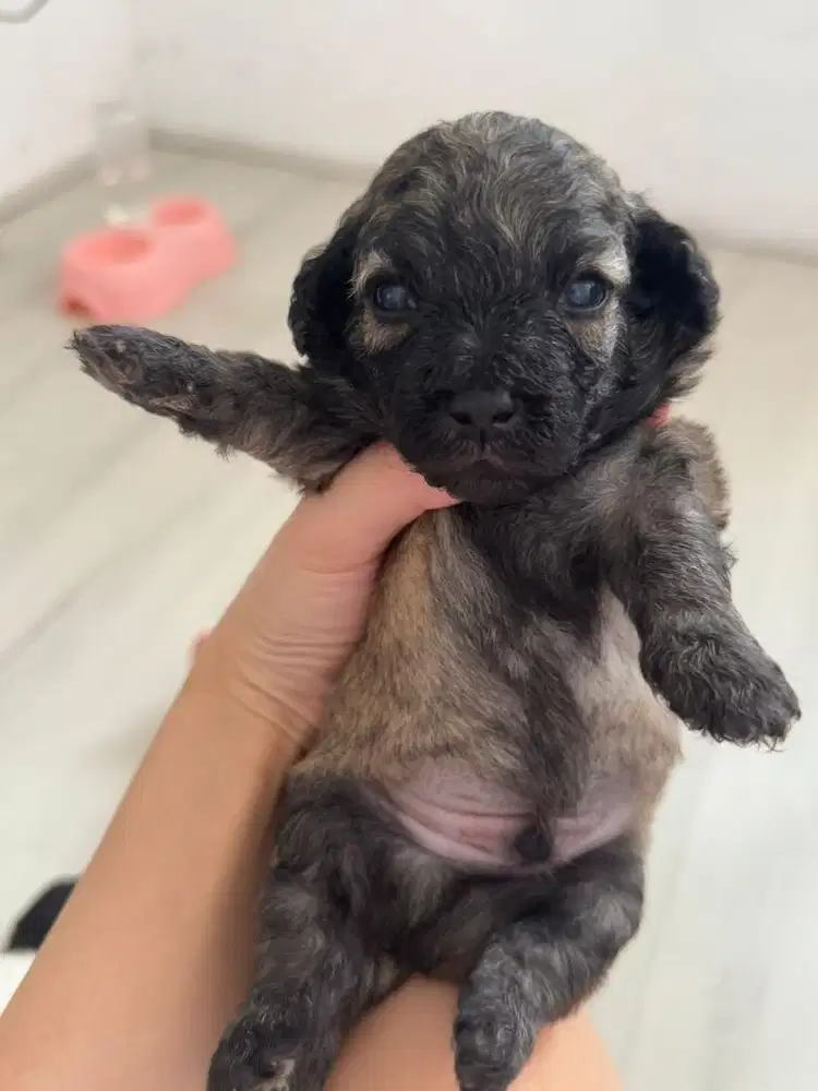OPEN ADOPT SILVER POODLE