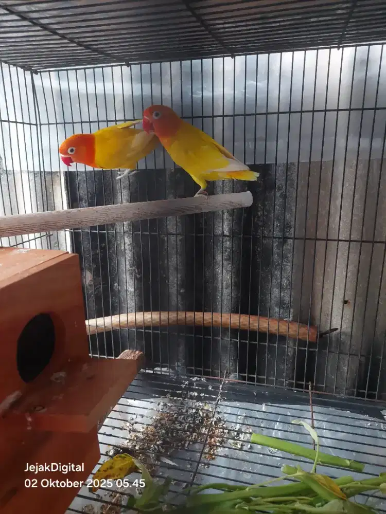 Lovebird pasangan lutino x bio pastel euwing