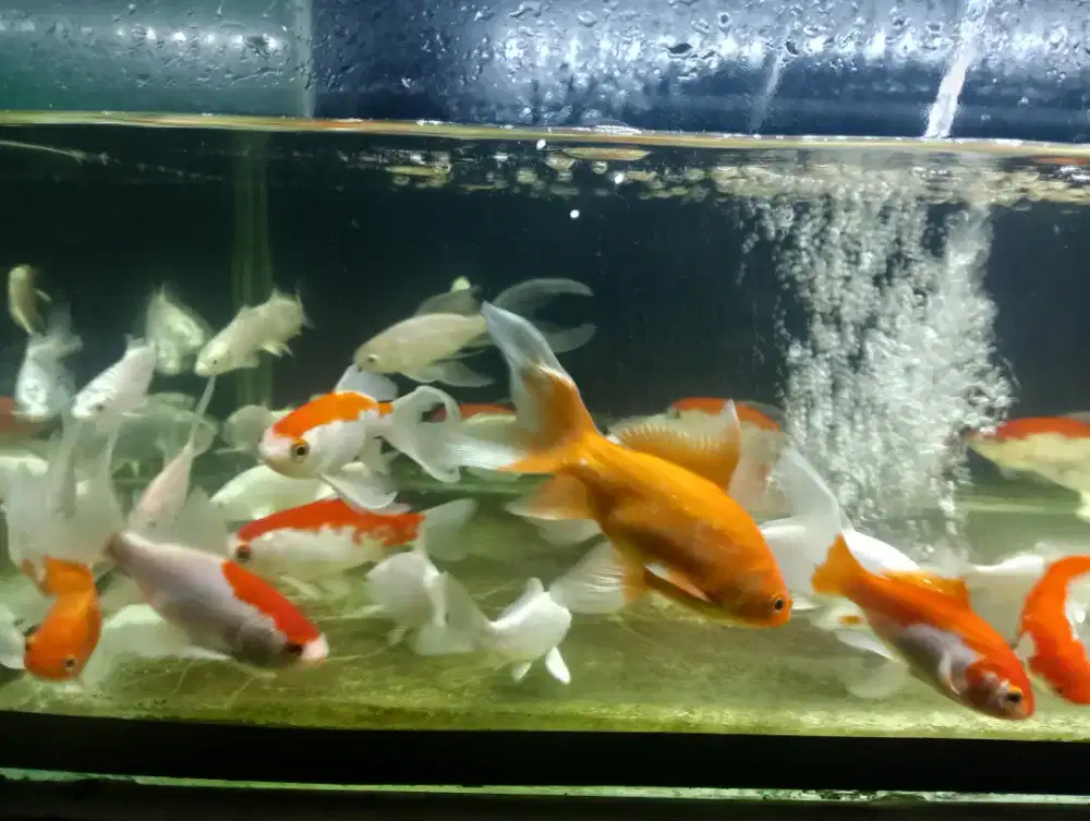 Ikan komet koi metalik