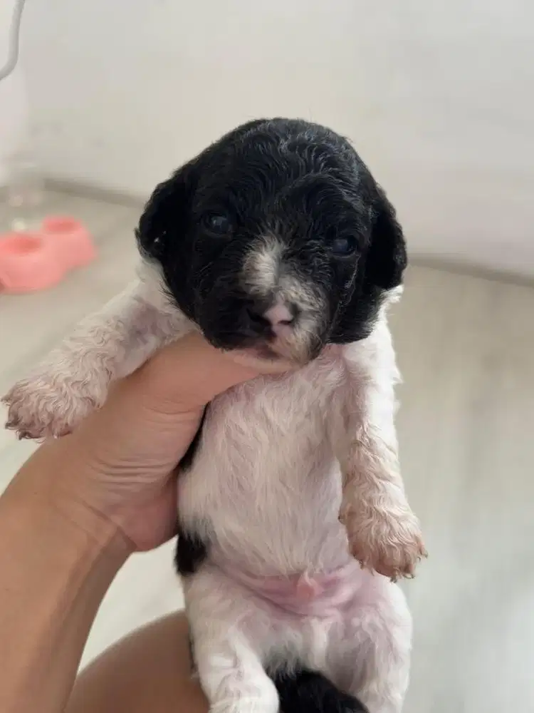 OPEN ADOPT APRICOT MINI POODLE