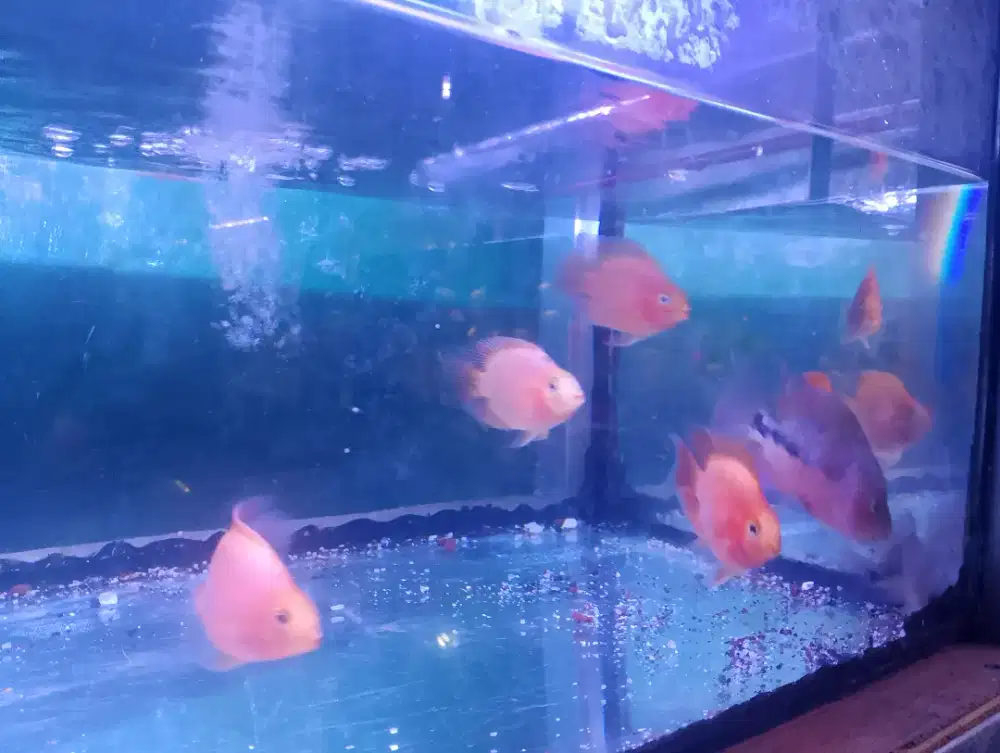 Ikan red Parrot
