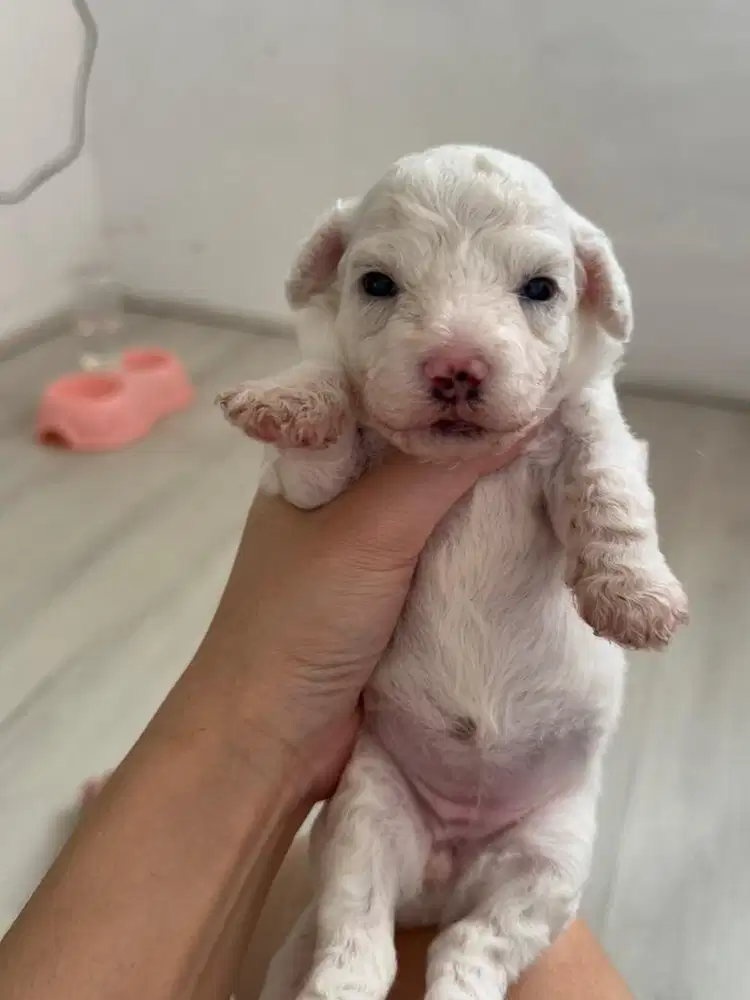 OPEN ADOPT APRICOT MINI POODLE