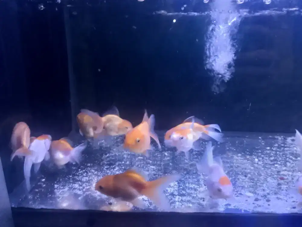 Ikan mas koki oranda