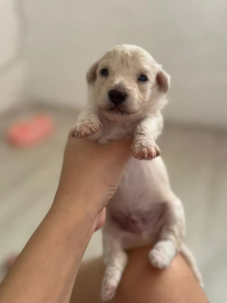 OPEN ADOPT APRICOT POODLE