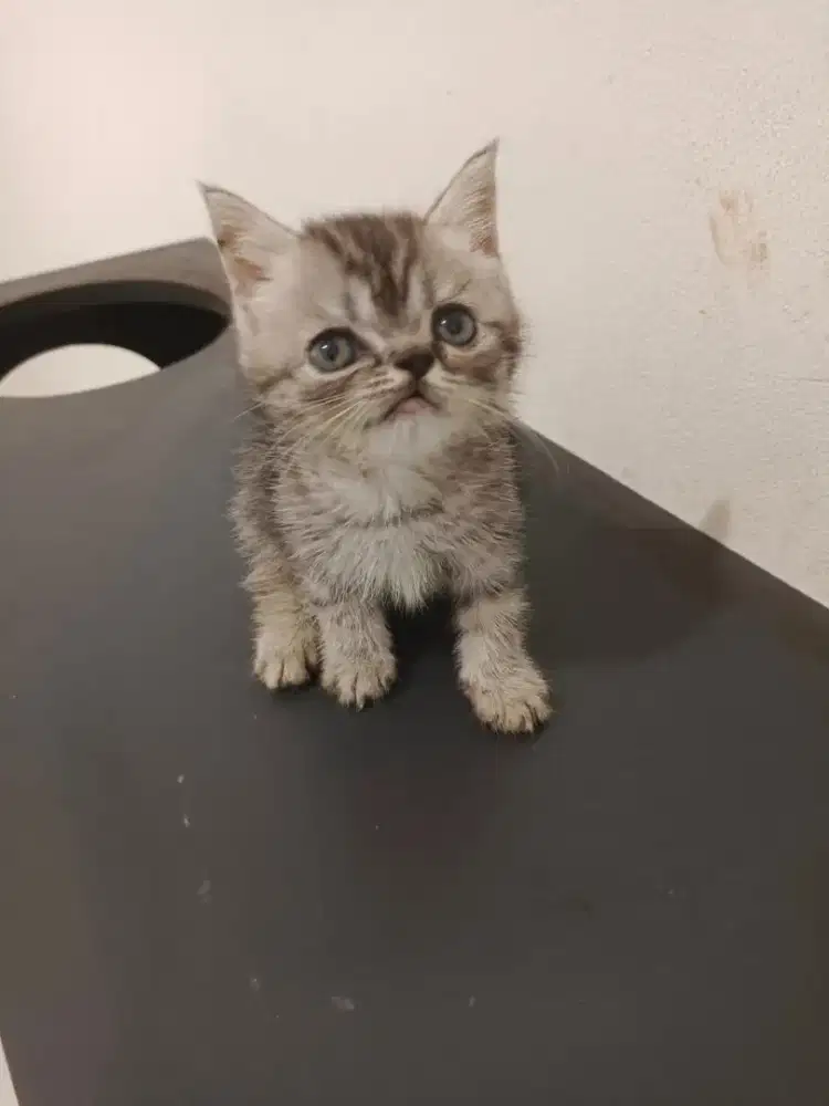 Kitten persia exotic