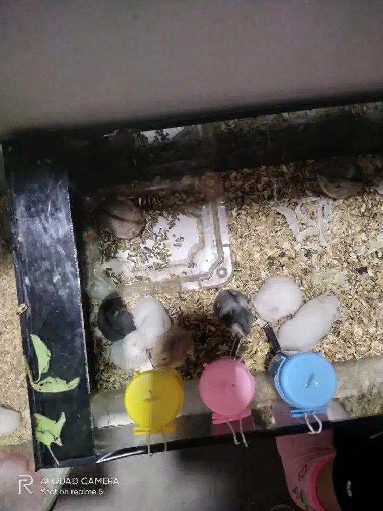 Hamster winter murmer