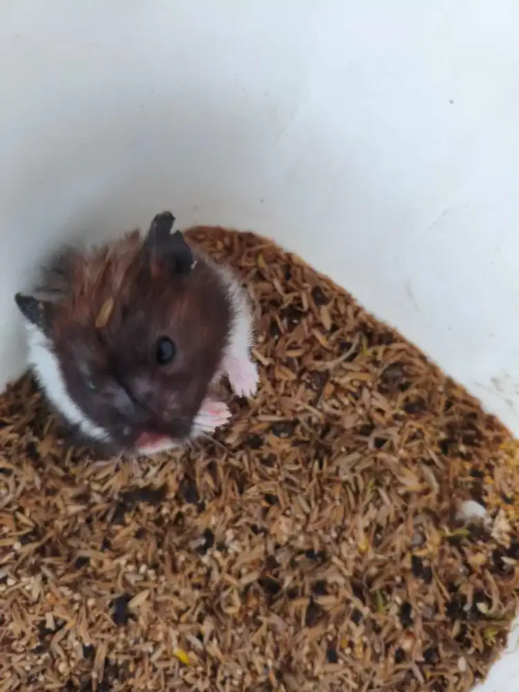 Hamster aneka jenis