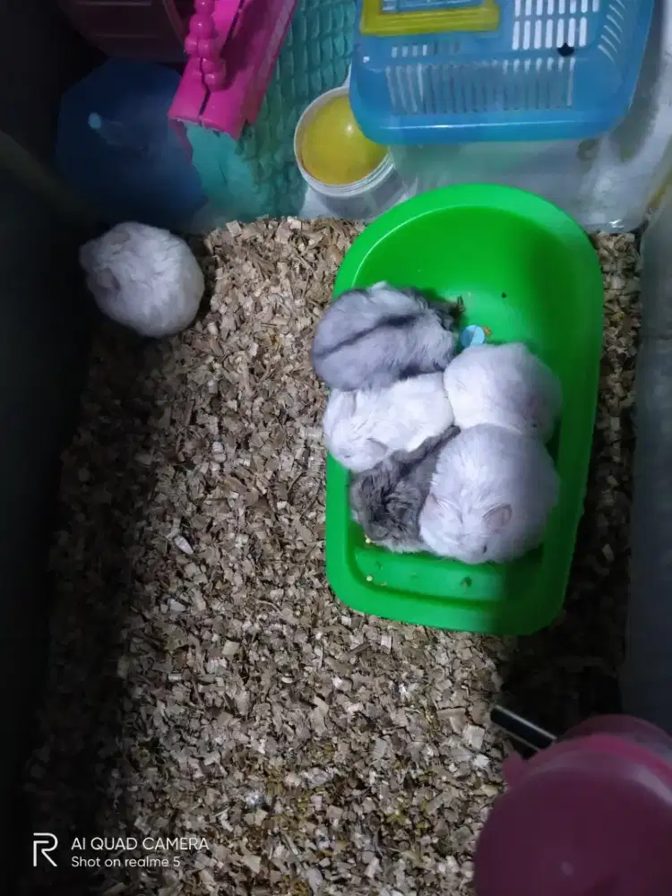 Hamster winter murmer