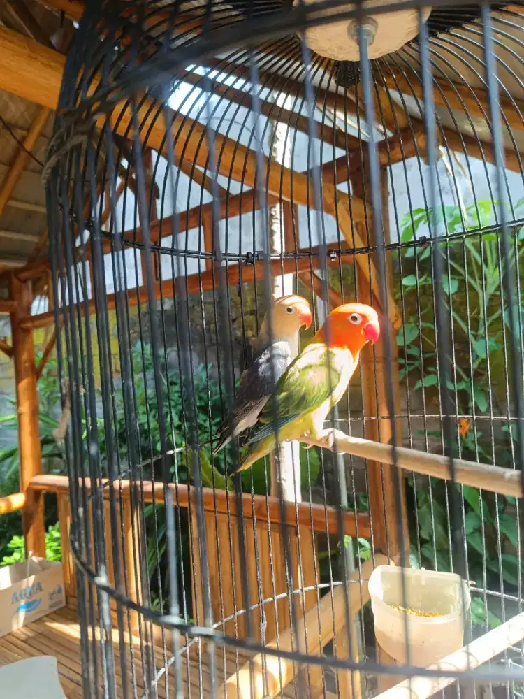 Lovebird sepasang siapan