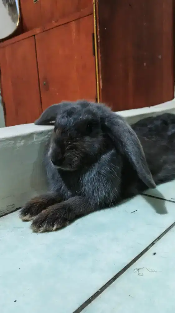 Kelinci Betina Rawatan Dari Anakan