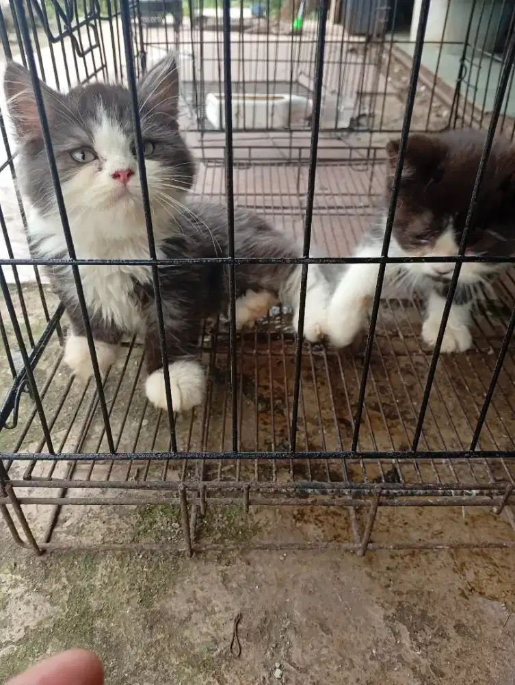 Kucing exoplatnose
