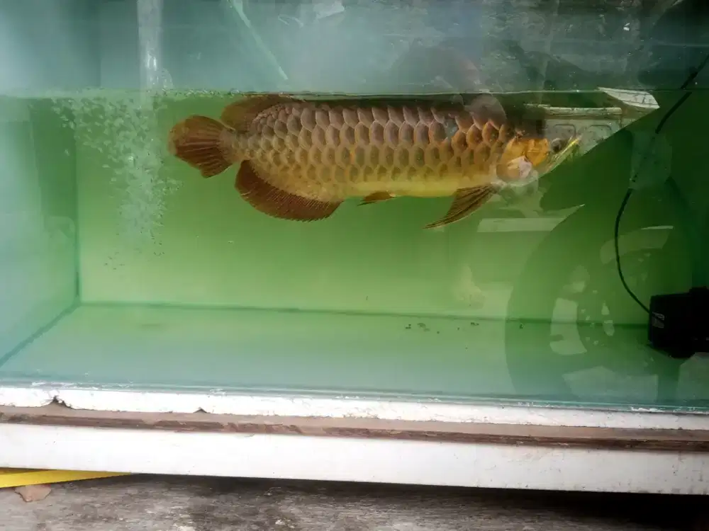 Arwana super red jumbo mummer
