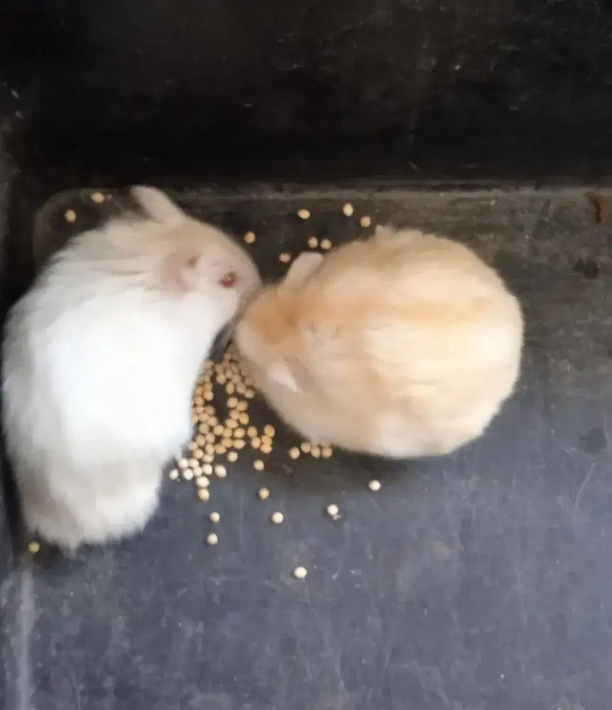 Hamster ww indukan sepasang
