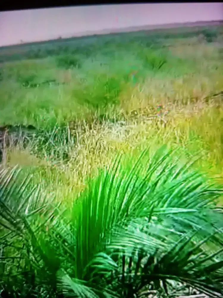 Kebun sawit 260 hektar