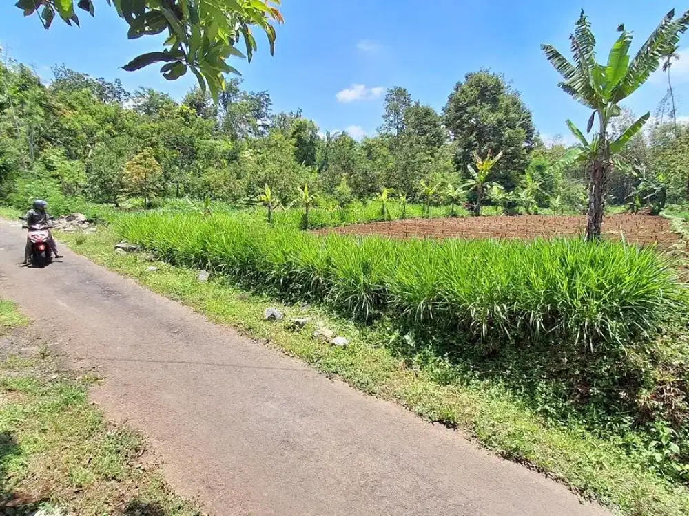 Tanah murah Wonorejo Lawang Malang Dijual cepat B.U Poll L 1.624 m2