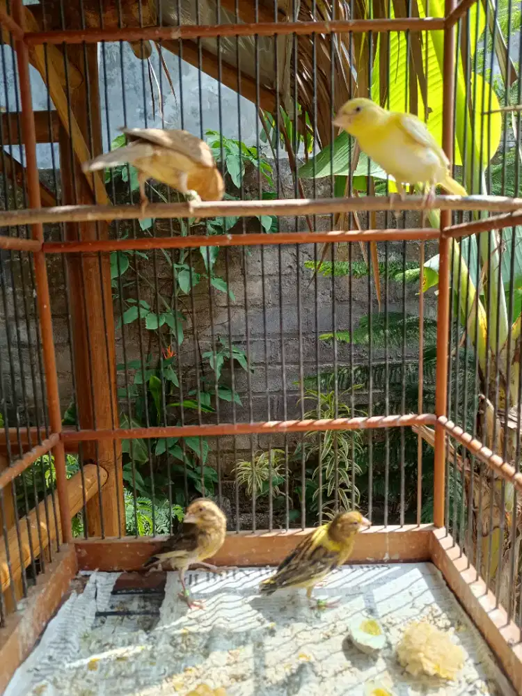 Kenari paud murah