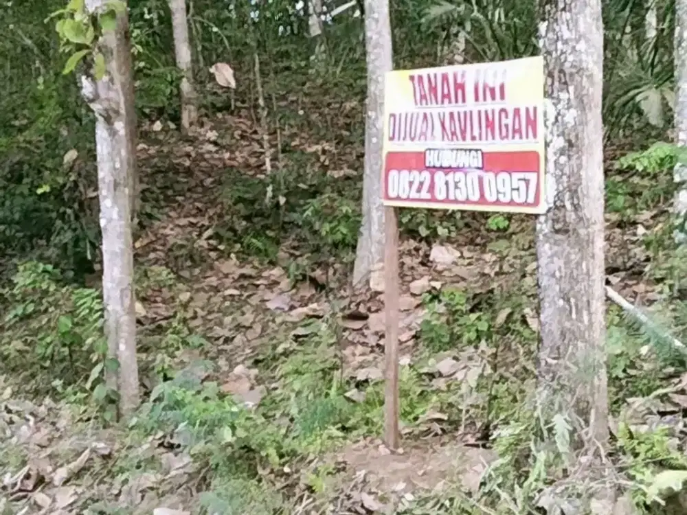 TANAH MURAH BERISI POHON JATI DAN VIEW PANTAI DI PERBATASAN PROVENSI