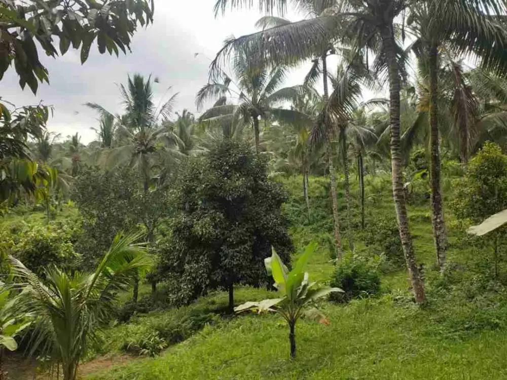 Tanah Kebun Dengan 3 Air terjun Apityeh Selemadeg Timur Tabanan bali