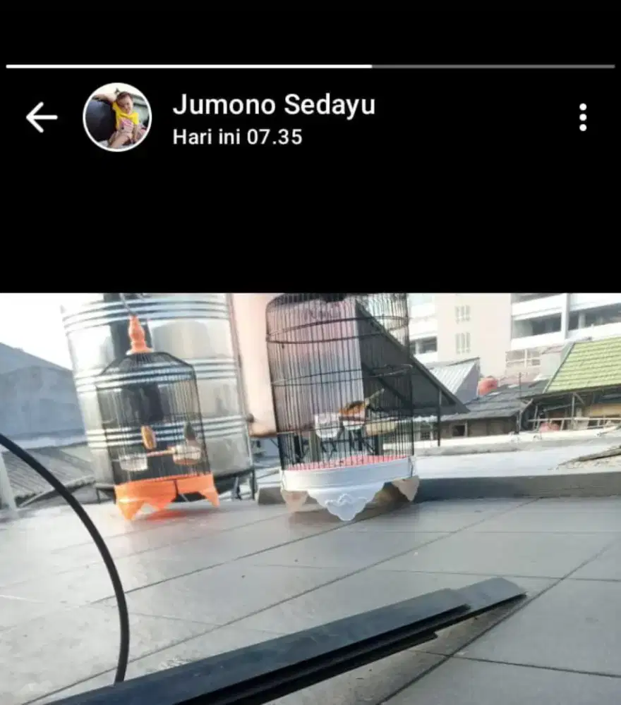 Ciblek semi muda udah gacor dor materi jos