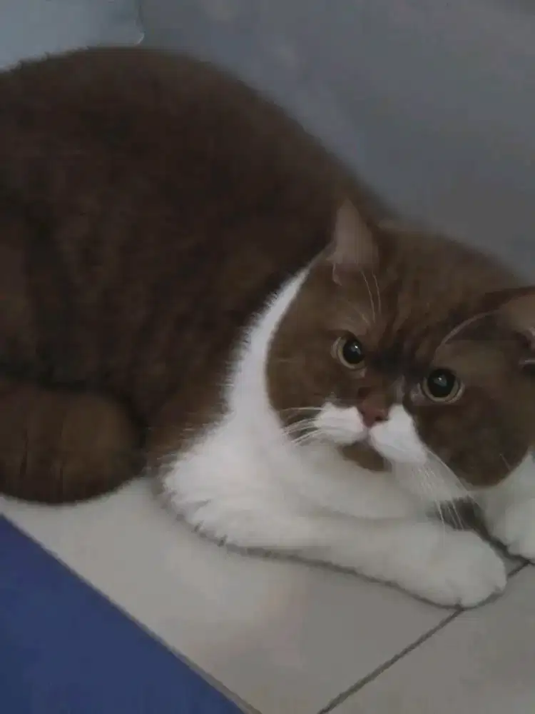 British Shorthair bicolor cinamon 13 bulan