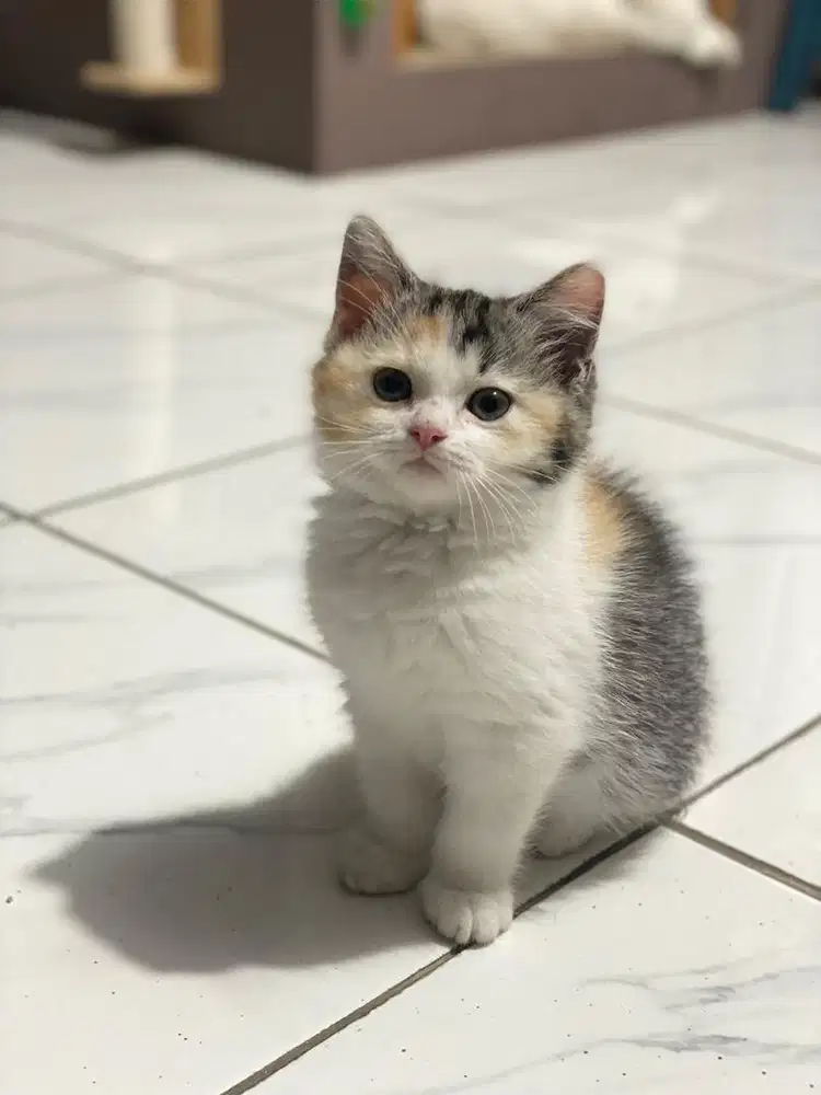kitten calico british short hair non ped