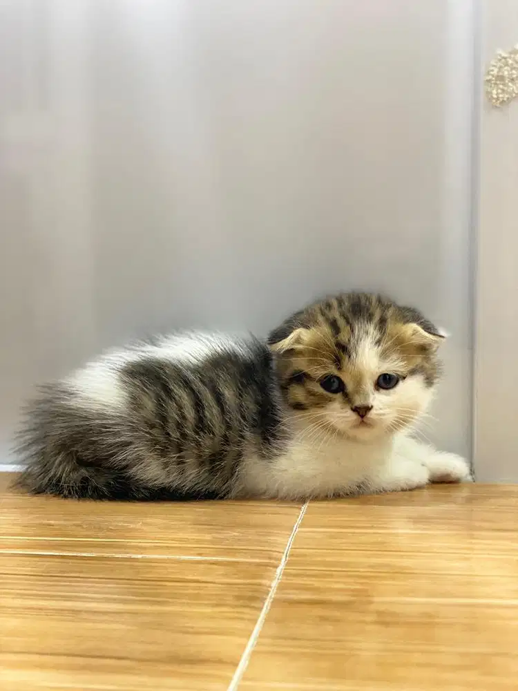 kitten double fold