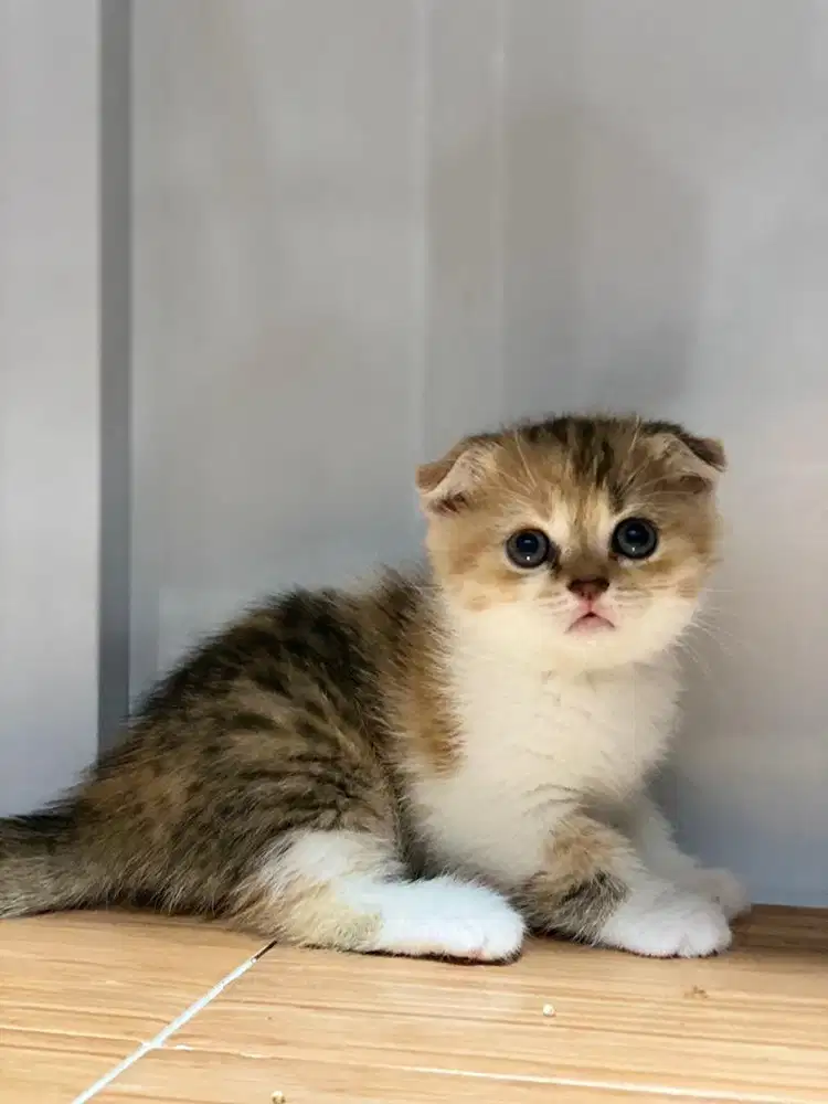 Kitten double fold