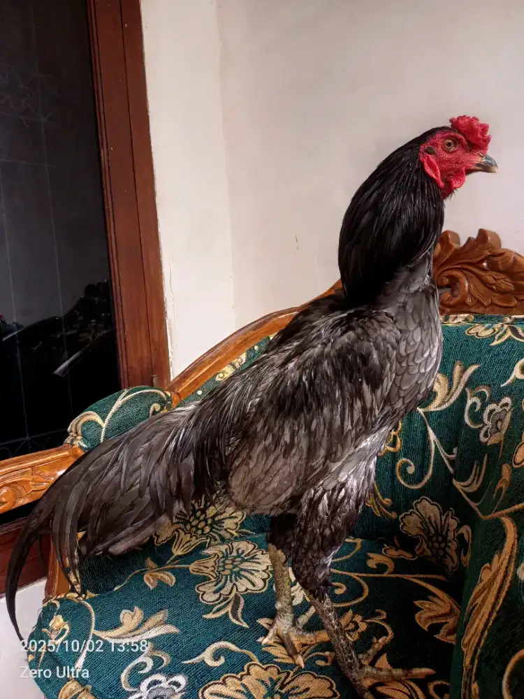 Ayam bangkok koyngon