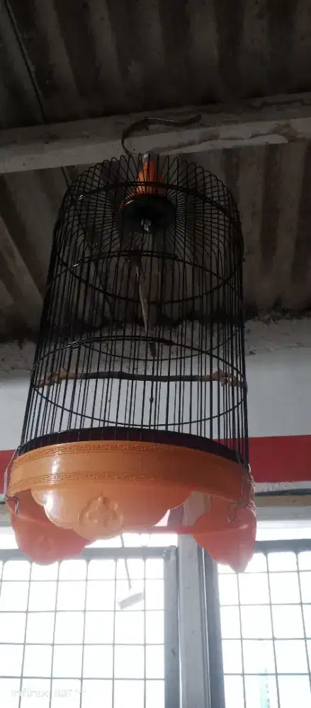 kandang burung diameter 27