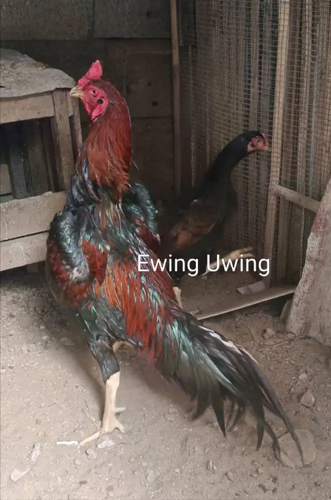 Ayam Bangkok Edisi SHAMO EROPA