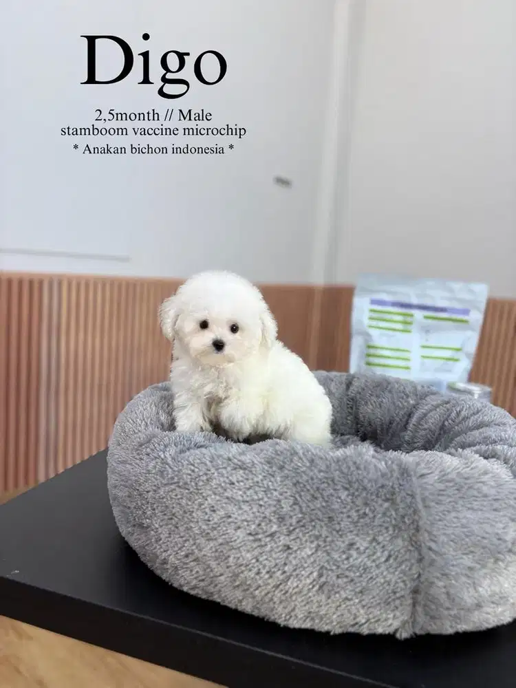 BICHON FRISE anakan bichon indonesia anjing putih lucu poodle maltipo