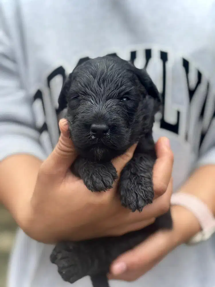 Black Labradoodle