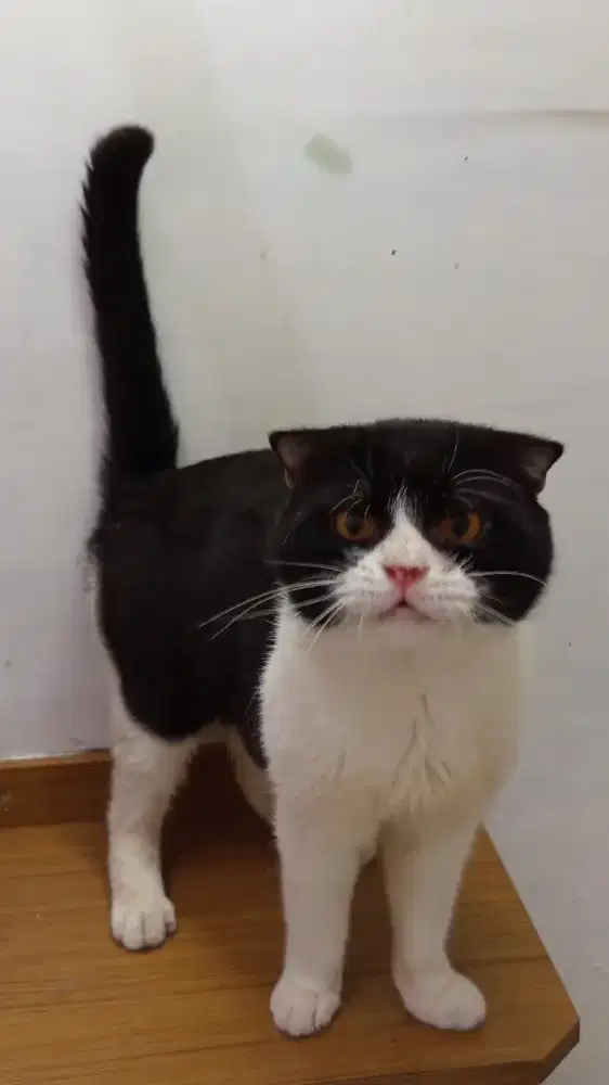 Scottish fold bico black and white