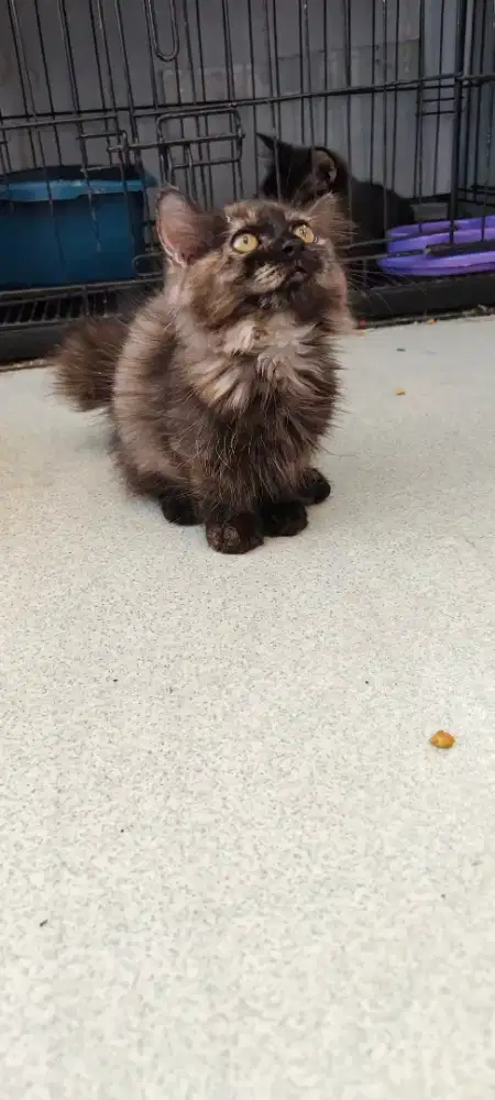 Kitten munchkin minuet (betina) , 3 bulan