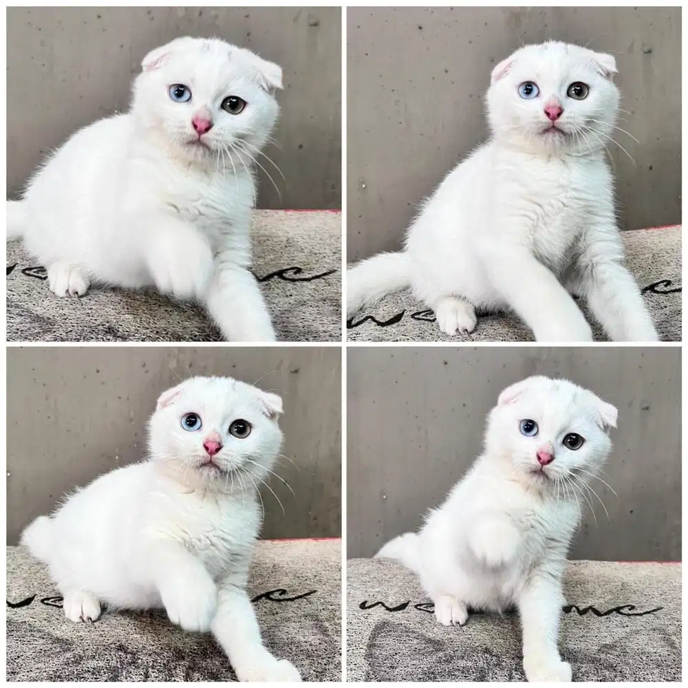 Kucing scottish fold odd eyes