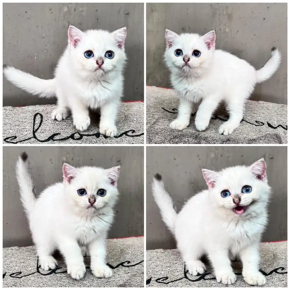 Kucing bsh silver
