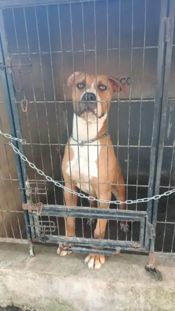 Pitbull ( parung bogor)